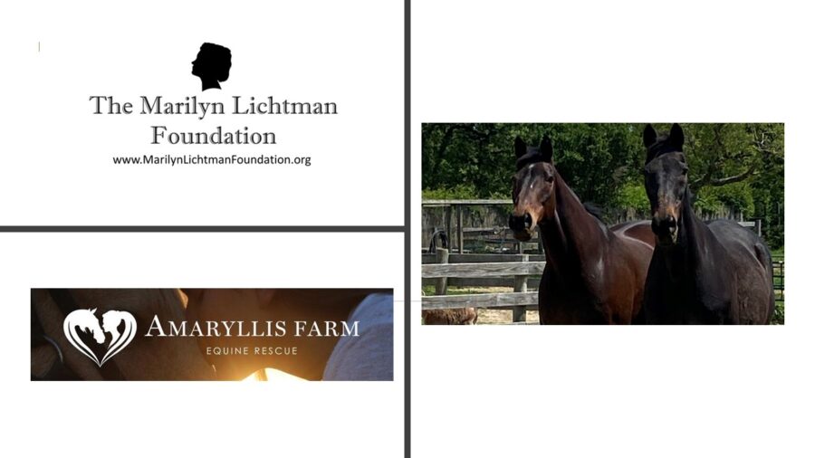 an image horse and text that says 'The Marilyn Lichtman Foundation www.MarilynLichtmanFoundation.org AMARYLLIS FARM EQUINE RESCUE'
