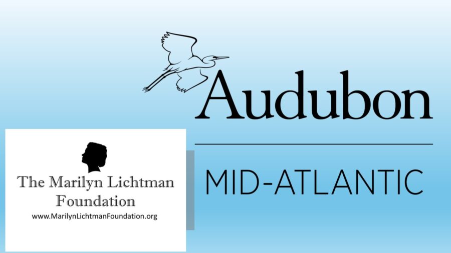 Logo and text Audubon Mid-Atlantic; The Marilyn Lichtman Foundation www.MarilynLichtmanFoundation.org