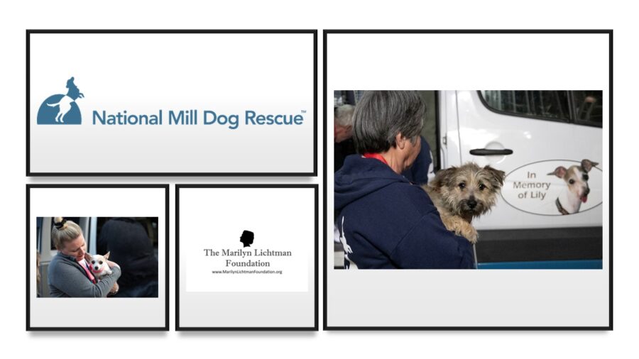 Images of people and dogs.  Logo and text The Marilyn Lichtman Foundation www.MarilynLichtmanFoundation.org; National Mill Dog Rescue