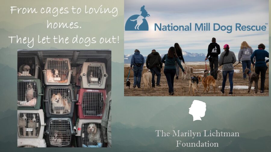 An image of ‎8 people, dogs on leashes, image of dogs in cages, logo and ‎text that says '‎From cages to loving homes. They Let the dogs out! National Mill Dog Rescue The Marilyn ۔ Lichtman Foundation‎'‎‎