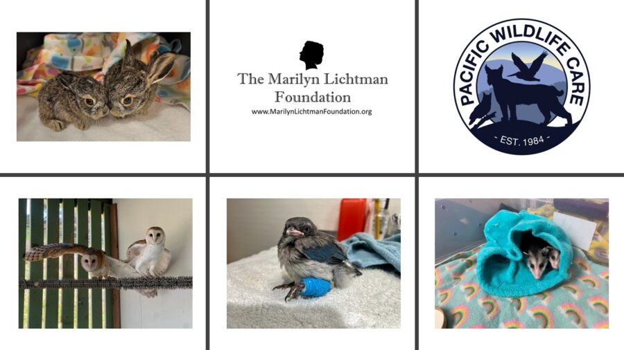 Image of several animals, logo and text The Marilyn Lichtman Foundation www.MariynLichtmanFoundation.org WILDLIFE CARE EST. 1984