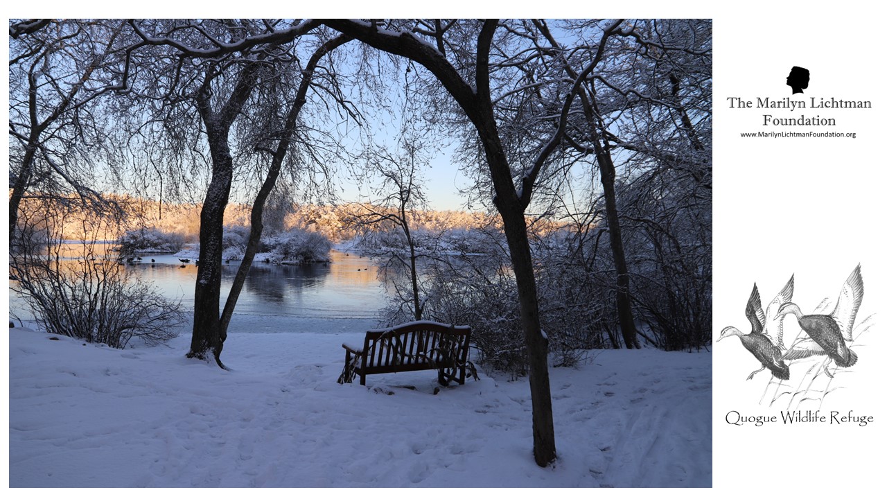 Quogue Wildlife Refuge - The Marilyn Lichtman Foundation