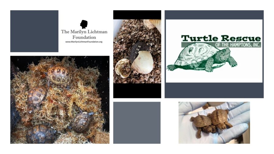 Several pictures of baby turtles, logo and text Turtle Rescue of the Hamptons, Inc., The Marilyn Lichtman Foundation