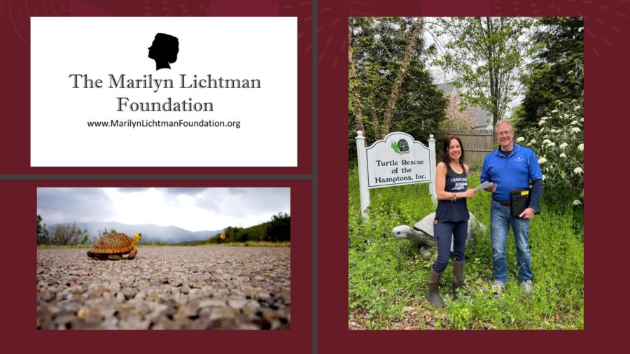 Photo of two people in front of a sign “Turtle Rescue of the Hamptons” and a statue of a tortoise. Photo of a turtle on a road. Logo of The Marilyn Lichtman Foundation www.MarilynLichtmanFoundation.org