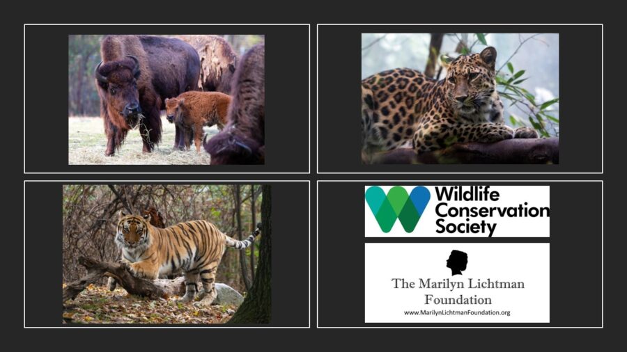photos of wild animals, text Wildlife Conservation Society, The Marilyn Lichtman Foundation