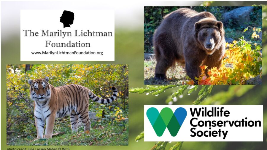 Images of a bear and a tiger, logo and text The Marilyn Lichtman Foundation www.MarilynLichtmanFoundation.org, Wildlife Conservation Society