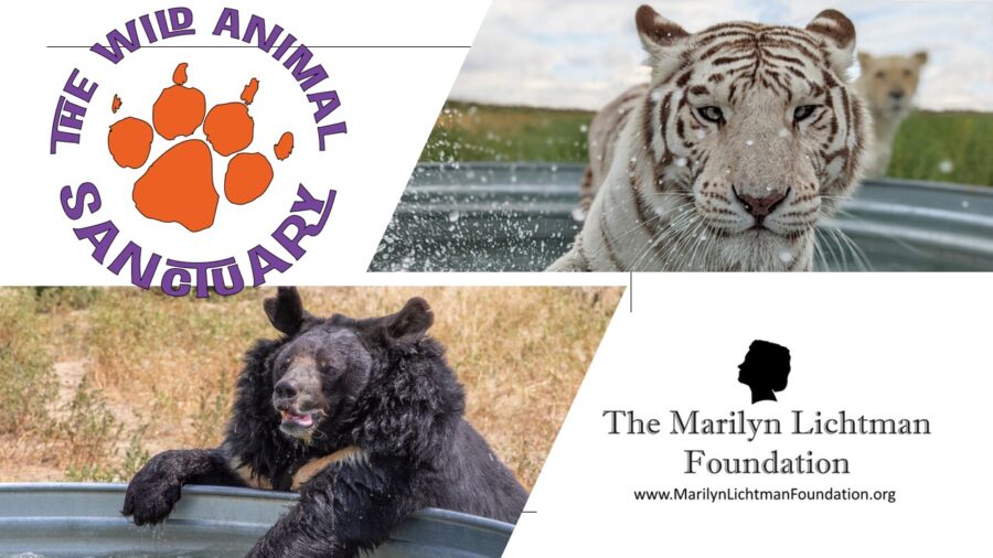  Photo of a bear and a tiger, Logo and text The Wild Animal Sanctuary; The Marilyn Lichtman Foundation, www.MarilynLichtmanFoundation.org. 