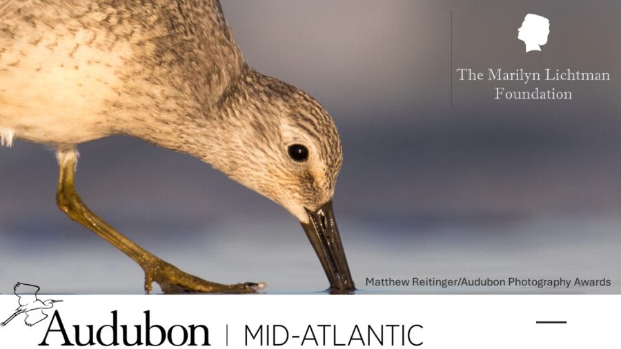 Logo and text The Marilyn Lichtman Foundation, Audubon Mid-Atlantic, image of a bird. Text Matthew Reitinger/Audubon Photography Awards