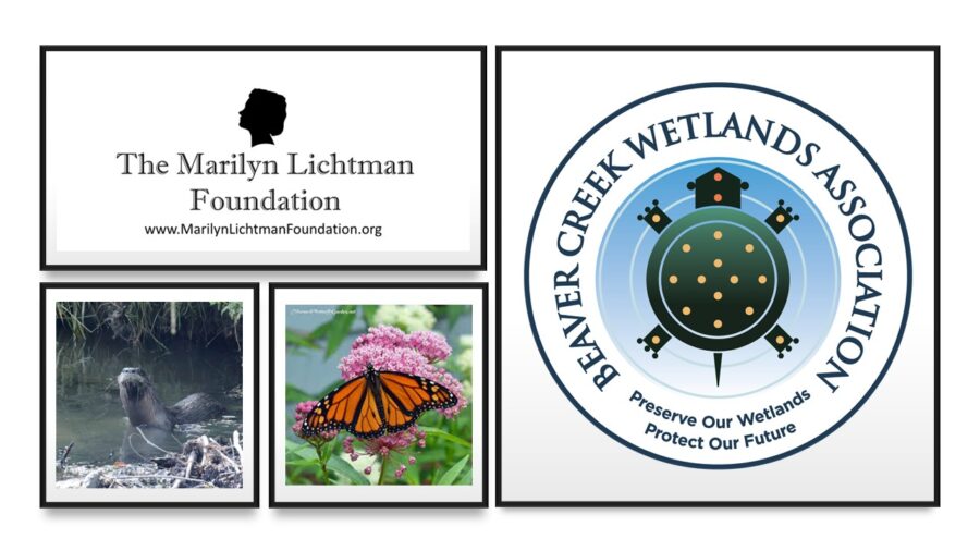 Logo and text Beaver Creek Wetlands Association Preserve Our Wetlands Protect Our Future; the Marilyn Lichtman Foundation www.marilynLichtmanFoundation.org, image of beaver, image of monarch butterfly on milkweed