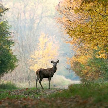 picture of a deer in the woods