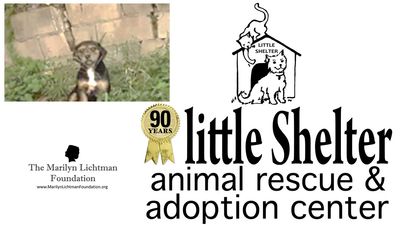Image of Little shelter logo, Lichtman Foundation logo and puppy