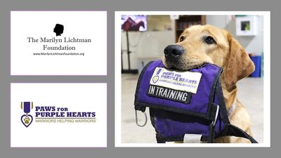 Image of Lichtman Foundation & Paws for Purple Hearts logo, photo of service dog with item in mouth.