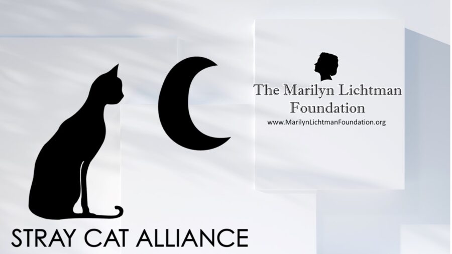 Image of Cat and moon. text Stray cat alliance, The Marilyn Lichtman Foundation www.MarilynLichtmanFoundation.org