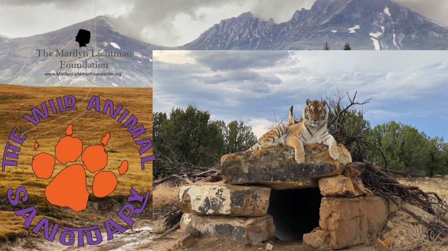 Photo of a tiger, Logo of the Marilyn Lichtman Foundation www.MarilynLichtmanFoundation.org, Logo of The Wild Animal Sanctuary. Background of plains and mountains.
