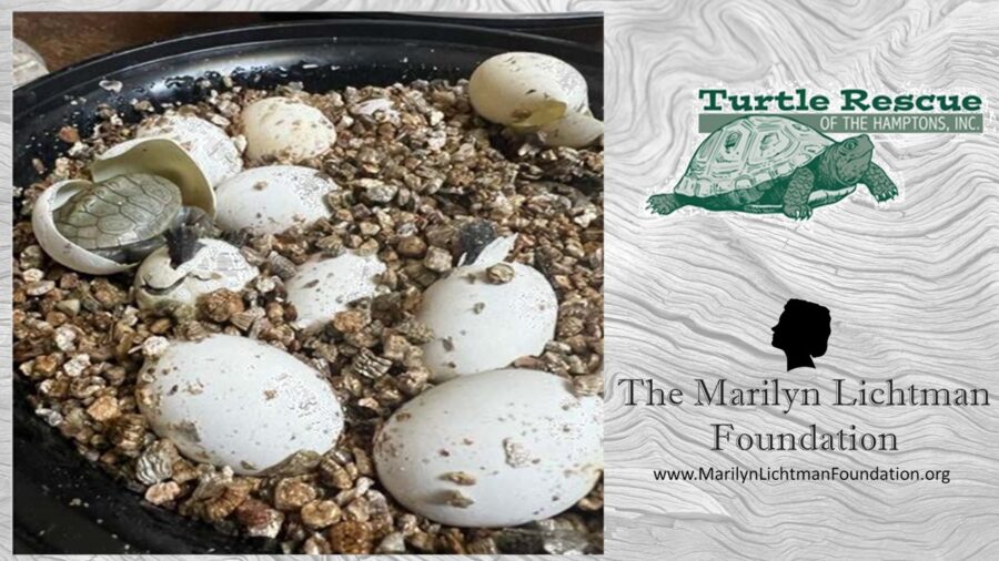 Image of turtles hatching from eggs, logo and text Turtle Rescue of the Hamptons, Inc.  The Marilyn Lichtman Foundation www.MarilynLichtmanfoundation.org