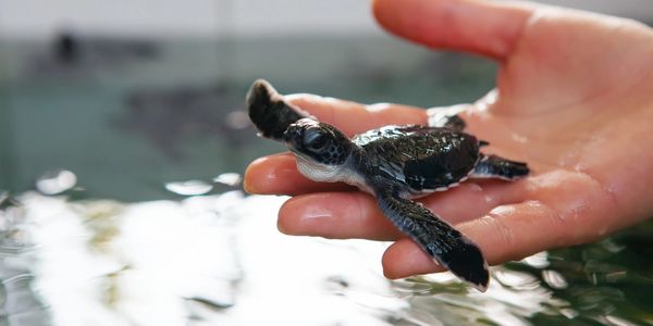 A hand holding a baby sea turtle above a body of water.