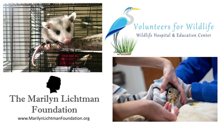 Photo of an Opossum, Photo of a baby squirrel being fed with an eyedropper, Logo of Volunteers for Wildlife, Wildlife Hospital & Education Center, Logo of The Marilyn Lichtman Foundation www.MarilynLichtmanFoundation.org