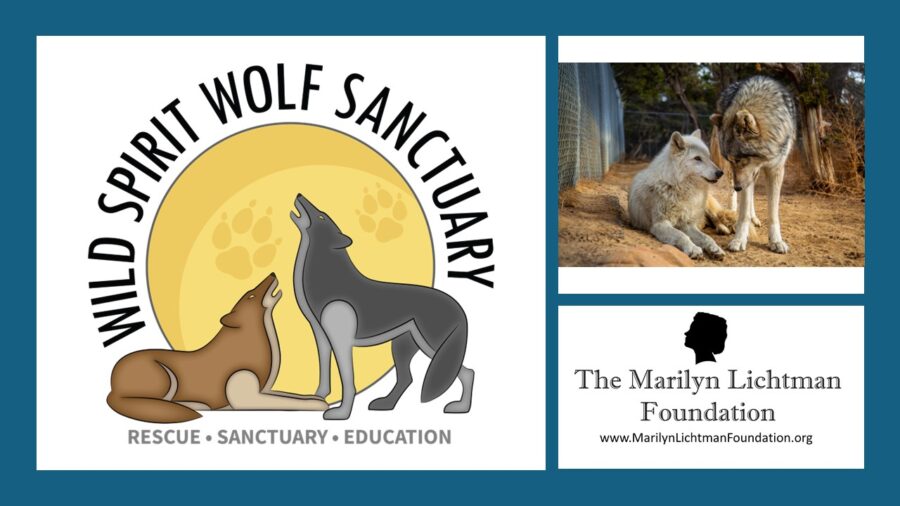 Image of two wolves, logo and text The Marilyn Lichtman Foundation www.MarilynLichtmanFoundation.org, Wild Spirit Wolf Sanctuary Rescue, Sanctuary, Education.